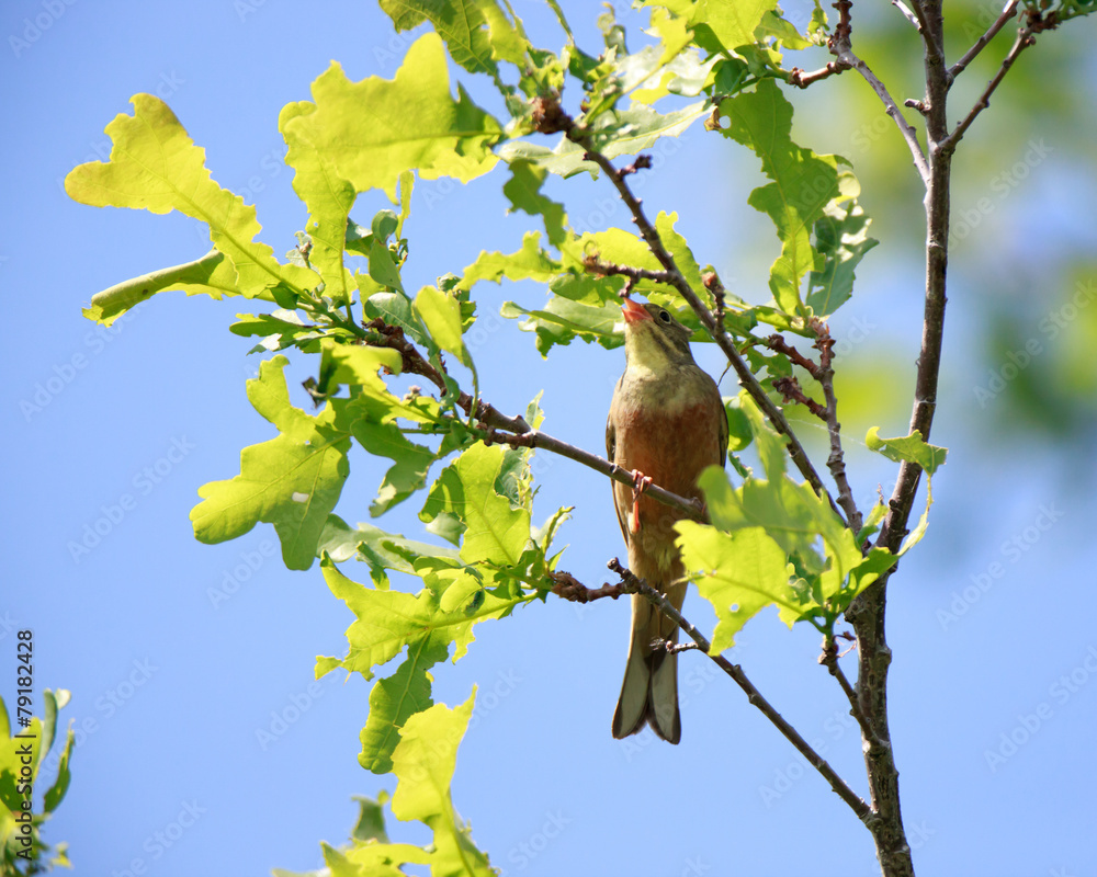Fototapeta premium Ortolan Bunting (Emberiza hortulana).