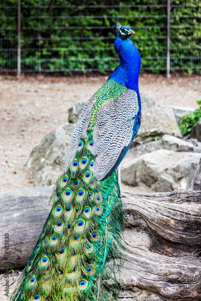 Obraz premium Pfau von hinten auf einem Stein