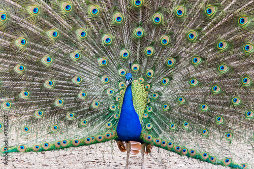 Pfau mit offenem Federkranz photo