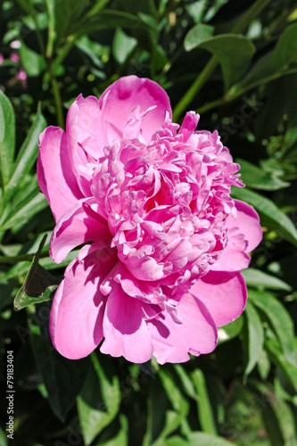 Blooming pink peony flower