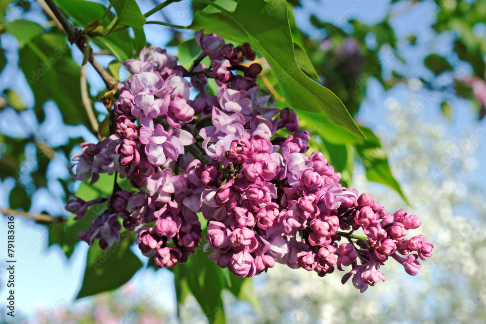 Purple lilac flower at the sky background Purple lilac flower at the sky background