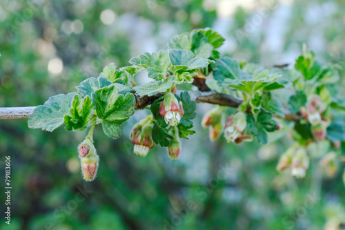 Several blossoms of the gooseberry in spring