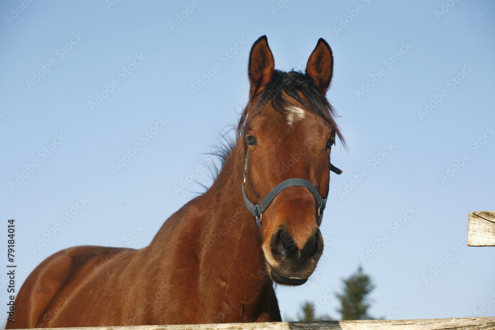 Head of a yoiung thoroughbred horse under blue sky rural scene Head of a yoiung thoroughbred horse under blue sky rural scene