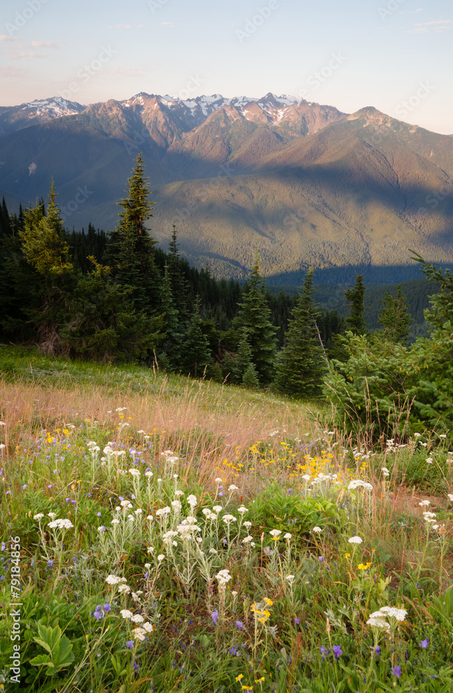Early Morning Light Wildflower Meadow Olympic Mountains 