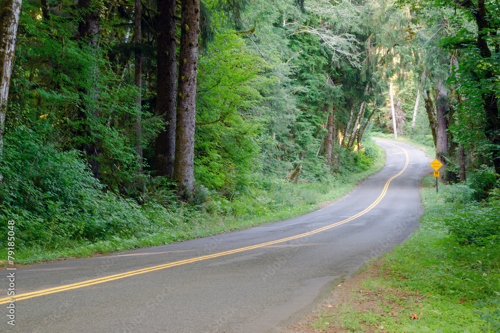 Two Lane Road Cuts Through Dense Tree Canopy Hoh Rainforest Two Lane Road Cuts Through Dense Tree Canopy Hoh Rainforest