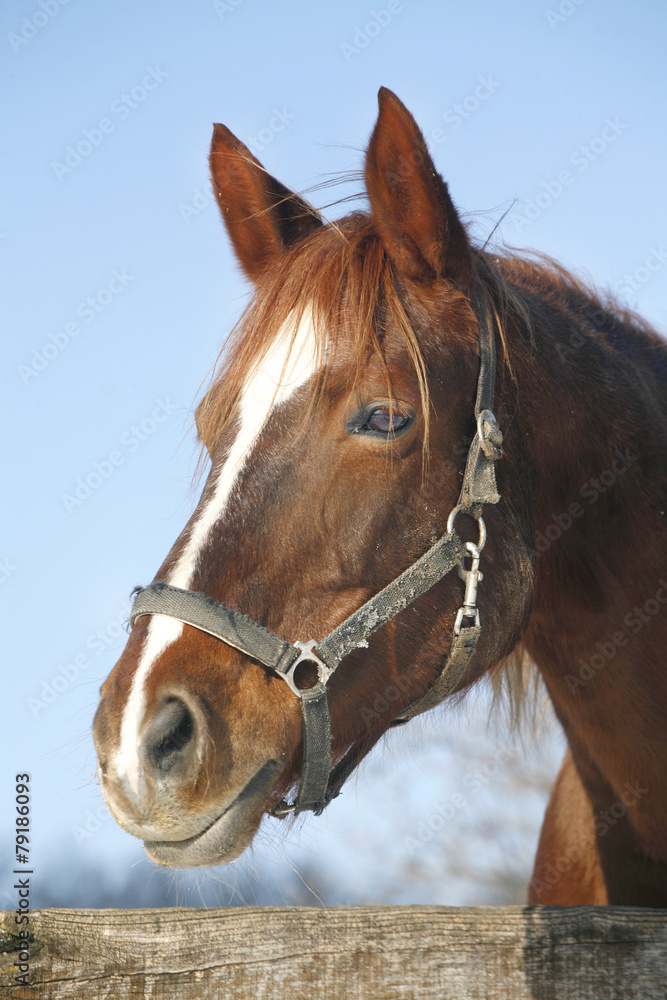 Portrait of nice purebred chestnut horse at corral door Portrait of nice purebred chestnut horse at corral door