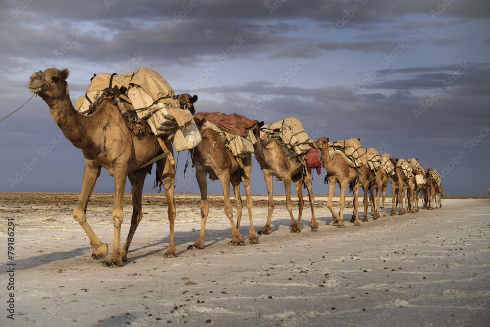 Caravane de sel sur le lac Karoum - obrazy, fototapety, plakaty 