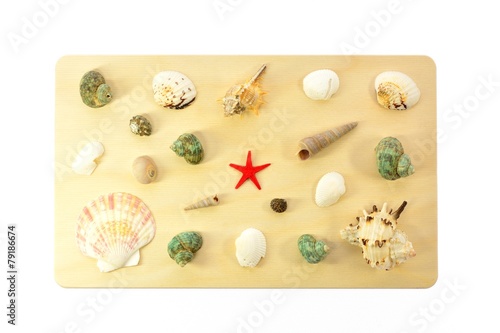 Sea shells on a wooden board