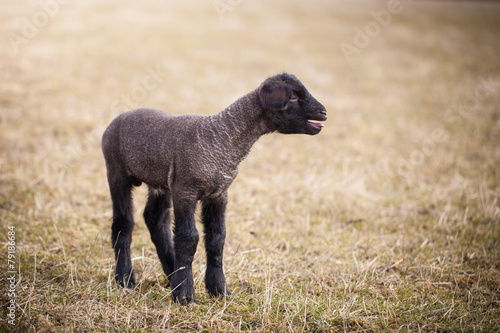 Lonely baby lamb calling for its mom