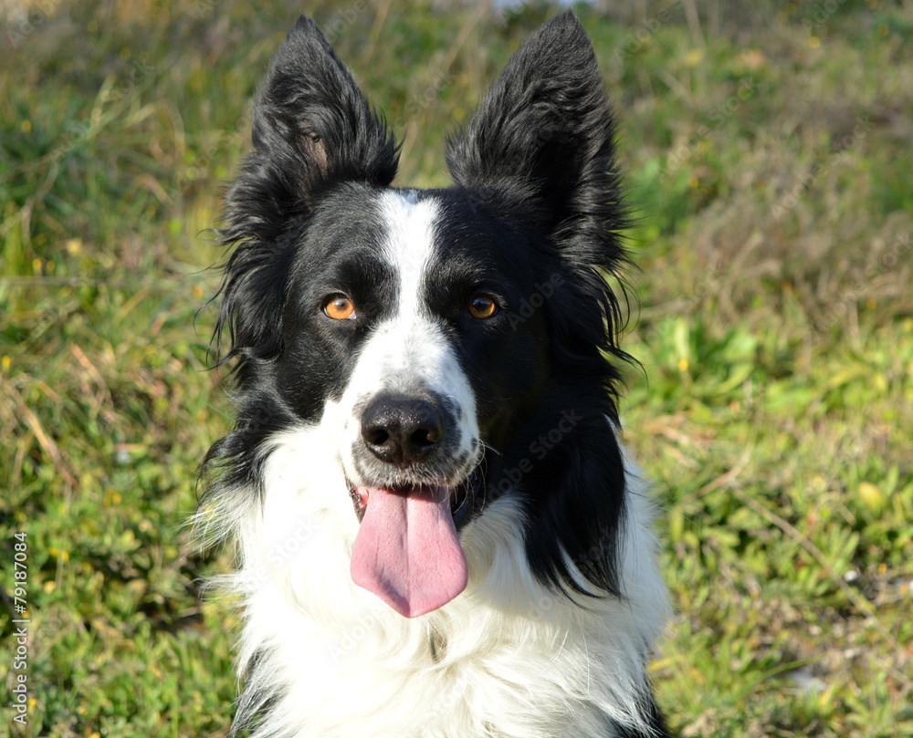 Border collie Border collie