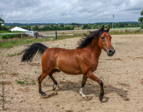 Chestnut brown horse trotting in a manege ring.