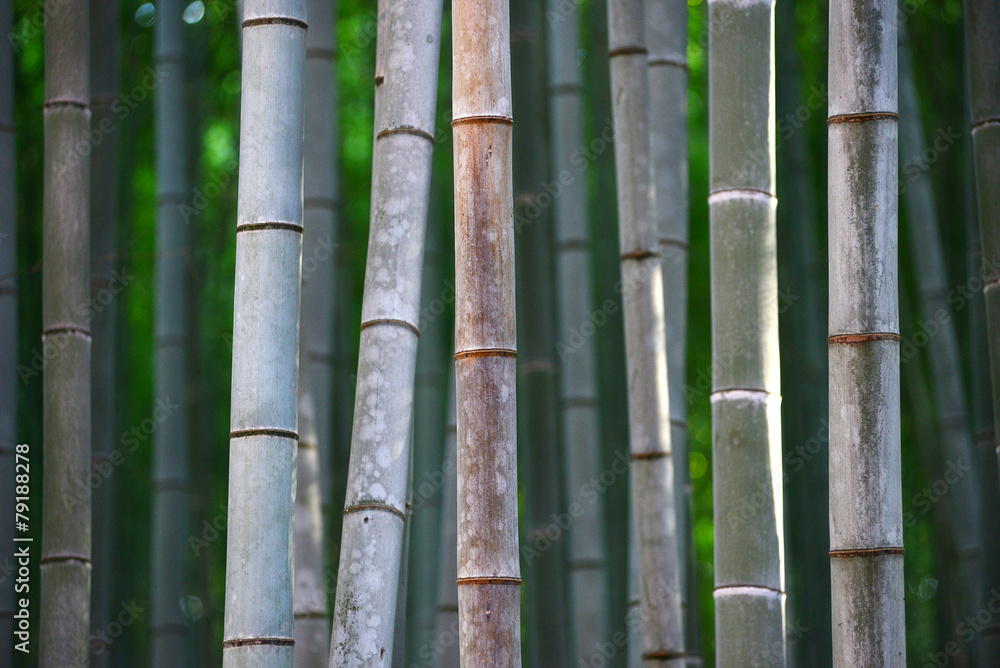 bamboo bamboo