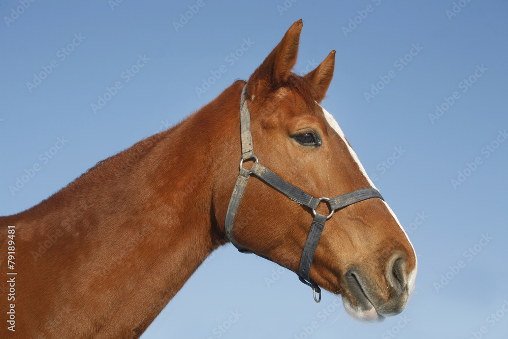 Portrait of nice purebred chestnut gold horse at corral door Portrait of nice purebred chestnut gold horse at corral door