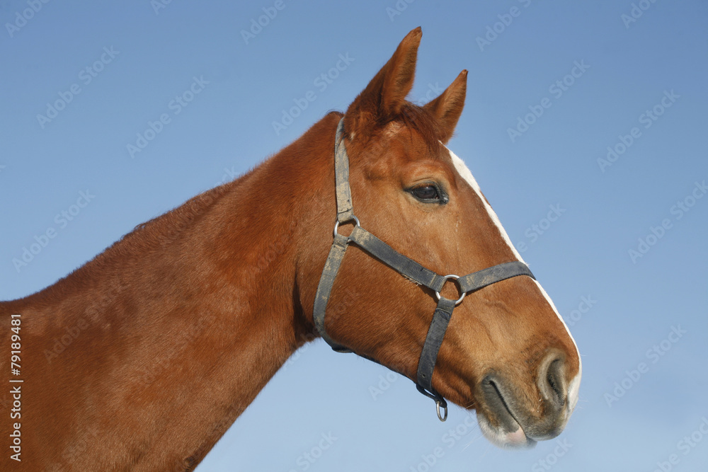 Portrait of nice purebred chestnut gold horse at corral door