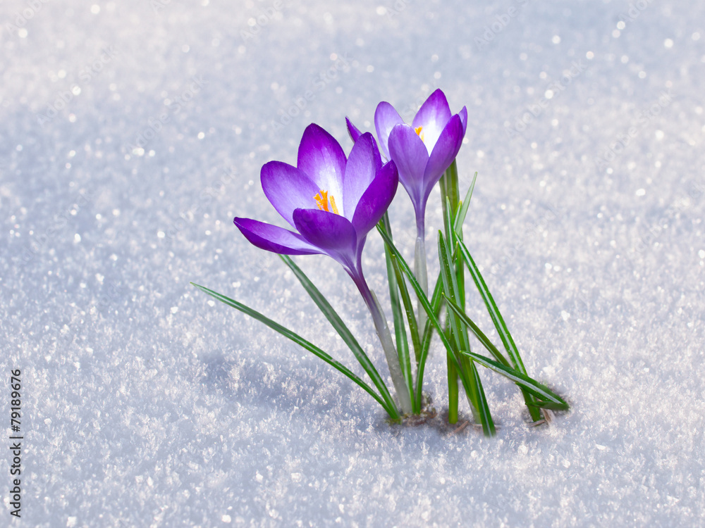 Naklejka premium first crocus flowers