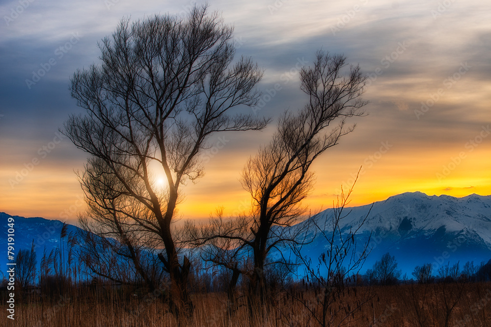 Sunset between trees in the background snowy mountains