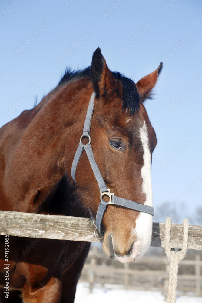 Fototapeta premium Head of a beautiful purebred chestnut stallion in winter corral
