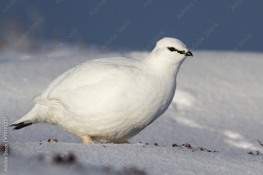 Rock Ptarmigan male who stands in the winter tundra Rock Ptarmigan male who stands in the winter tundra