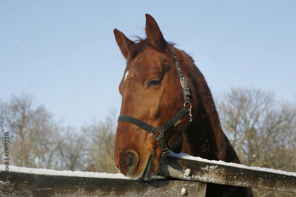 Head of a beautiful purebred chestnut stallion in winter corral Head of a beautiful purebred chestnut stallion in winter corral
