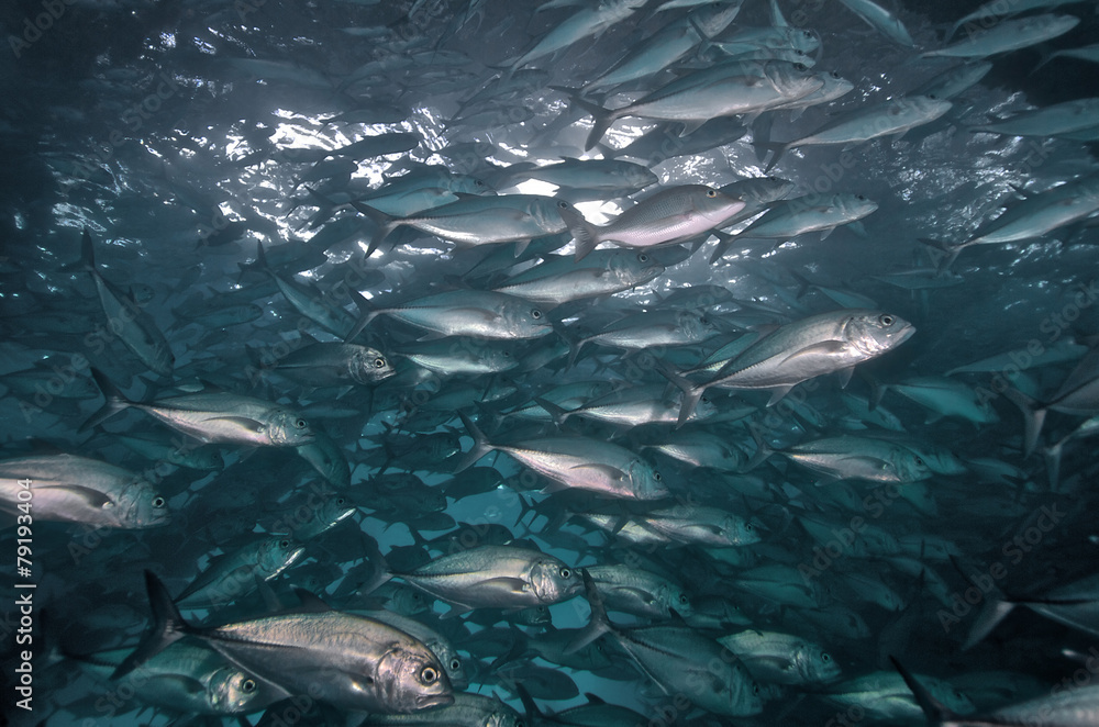 View from inside a school of jacks under the Navy Pier in Exmouth