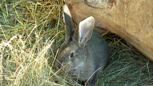 The video shows Mammals-rabbit, family of lagomorphs photo