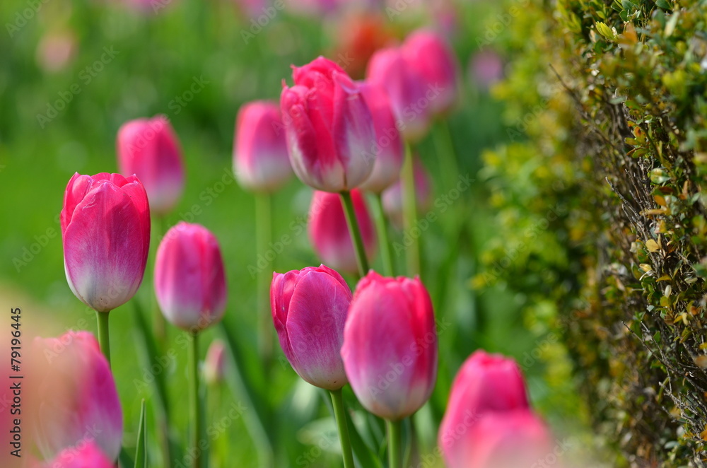 Fototapeta premium Purple tulip flowers in a garden, fresh and beautiful in springtime