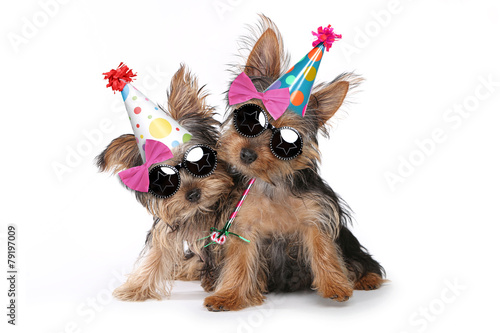 Canvas Print Birthday Theme Yorkshire Terrier Puppies on White