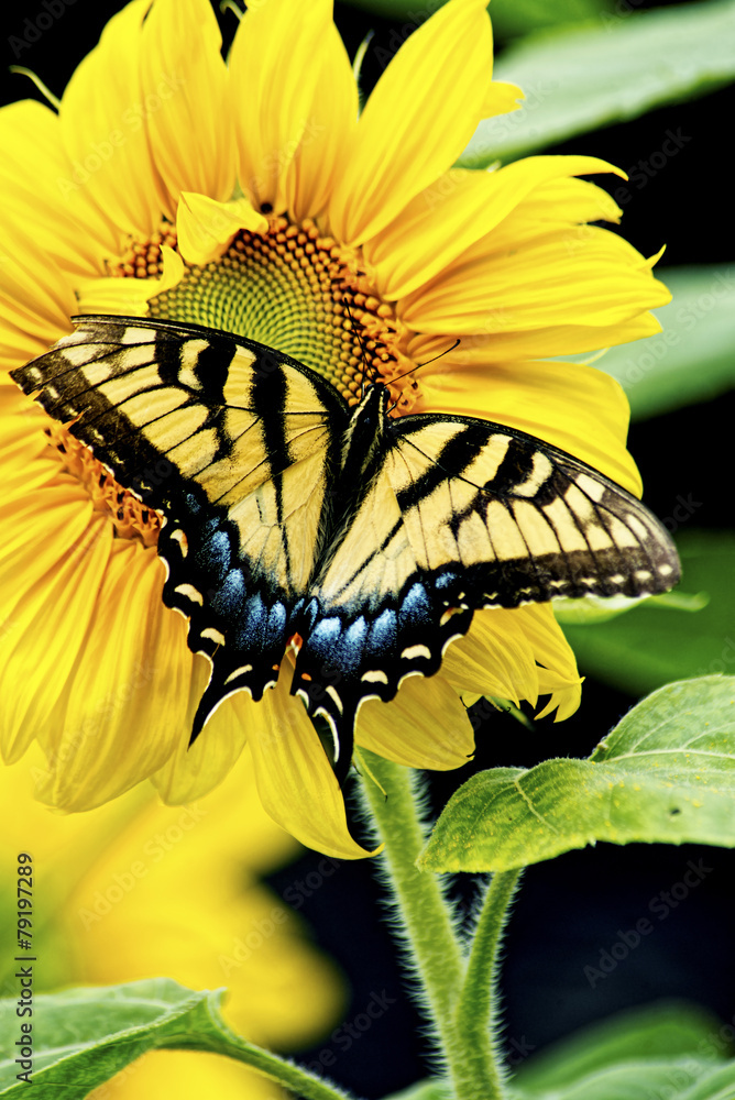 Naklejka premium Eastern Tiger Swallowtail Butterfly feeds on a sunflower.