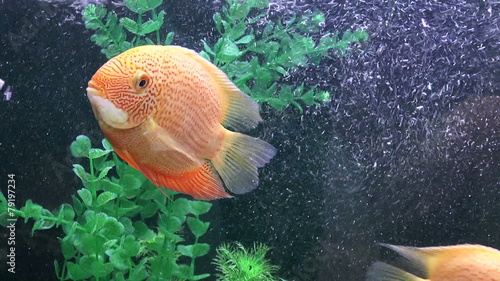 The video shows Fish-Tsihlazomy Severum (Cichlasoma severum) photo