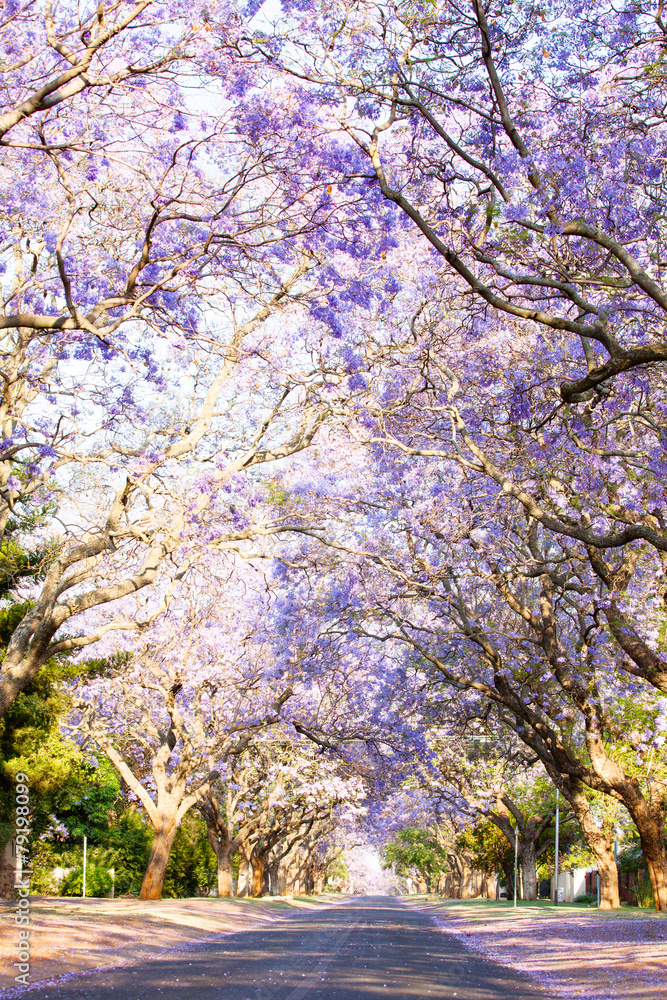 Jacaranda trees next to a tarred road in South Africa Jacaranda trees next to a tarred road in South Africa