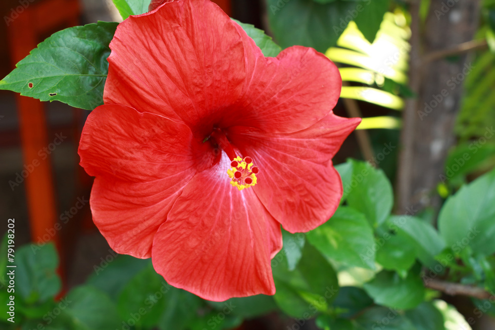 Red flower Red flower