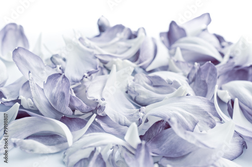 Lotus petals on white background with area for your text