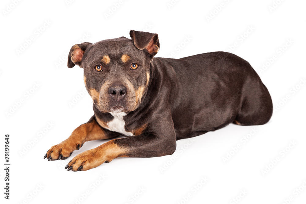 Obraz premium Tri Color Pit Bull Dog Laying Down