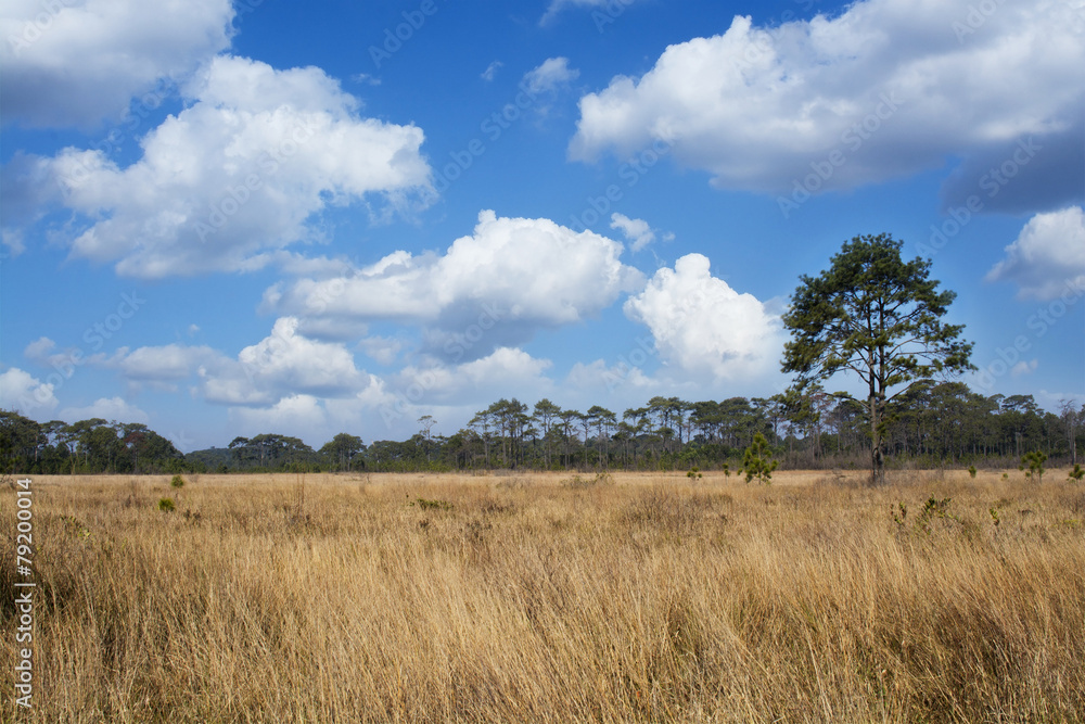 Dry grasses field in pine forest and sky background