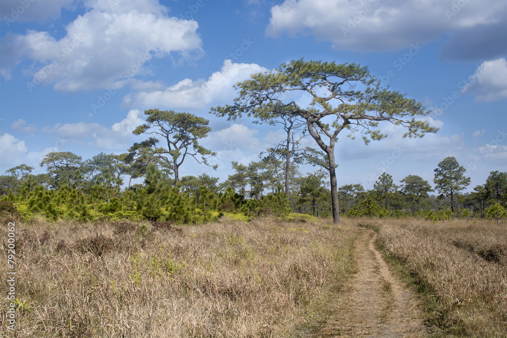 Walking way in dry grasses field Walking way in dry grasses field