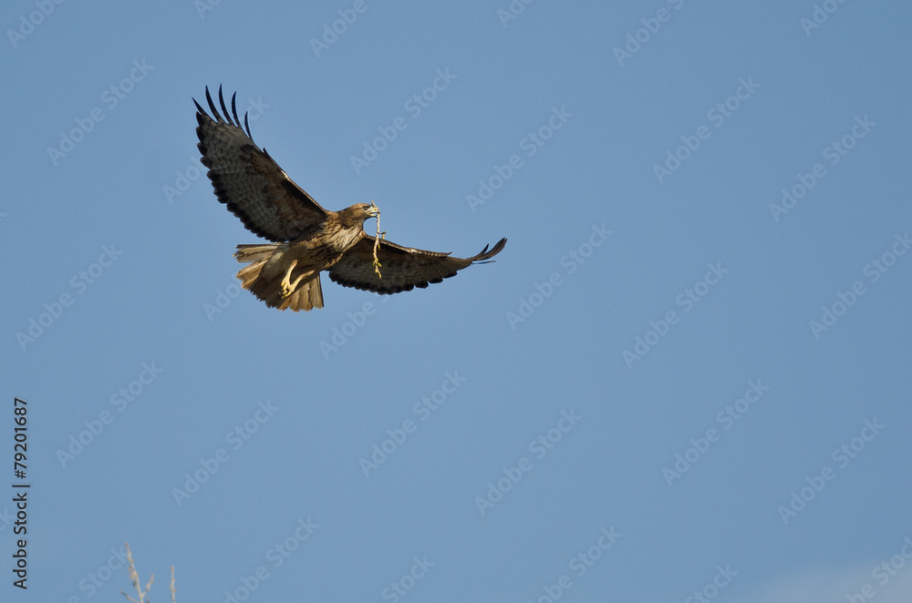 Nest Building Time for the Red-Tail Hawk Nest Building Time for the Red-Tail Hawk