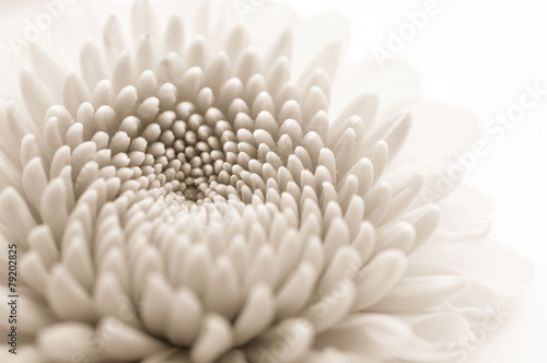 chrysanthemum isolated on a white background, pure concept