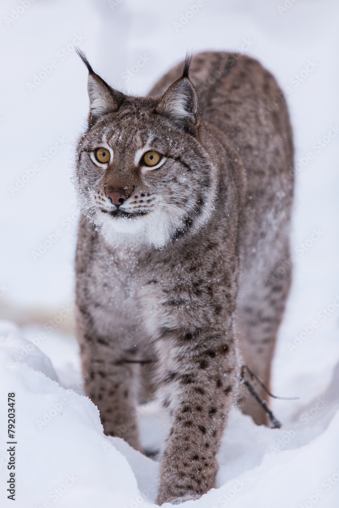 Eurasian Lynx in snowy Lapland scene