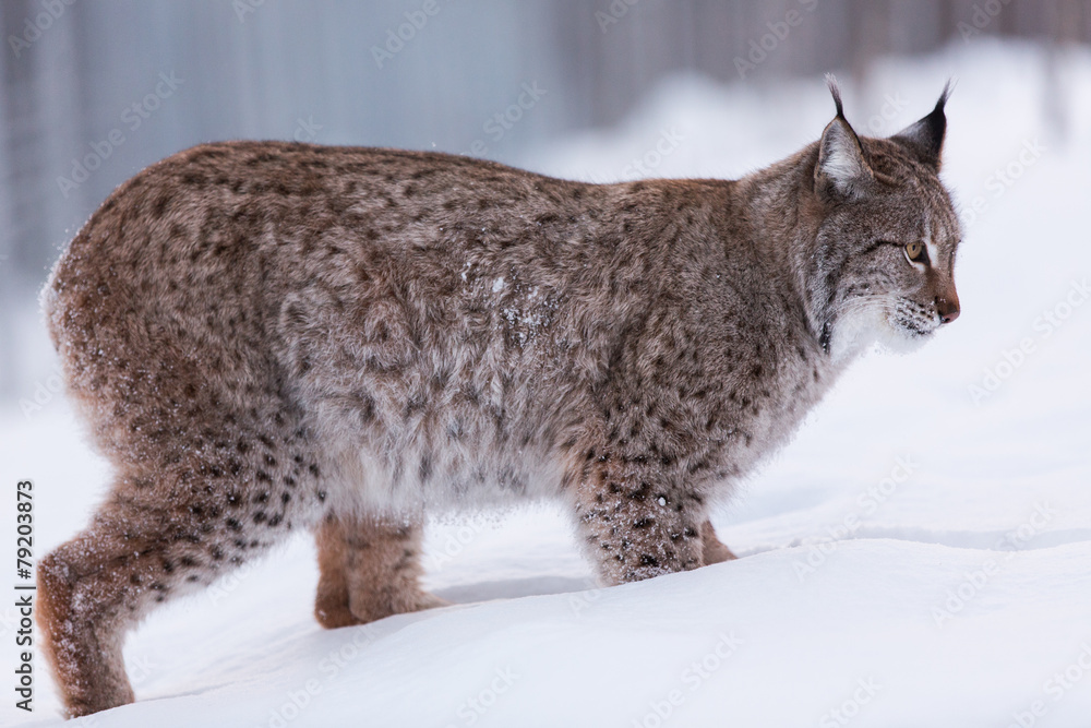 Eurasian Lynx in snowy Lapland scene Eurasian Lynx in snowy Lapland scene