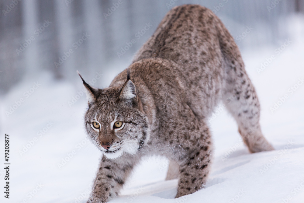 Fototapeta premium Eurasian Lynx in snowy Lapland scene