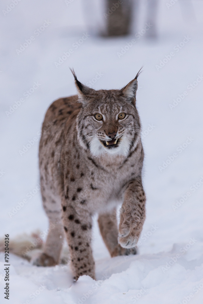 Fototapeta premium Eurasian Lynx in snowy forest