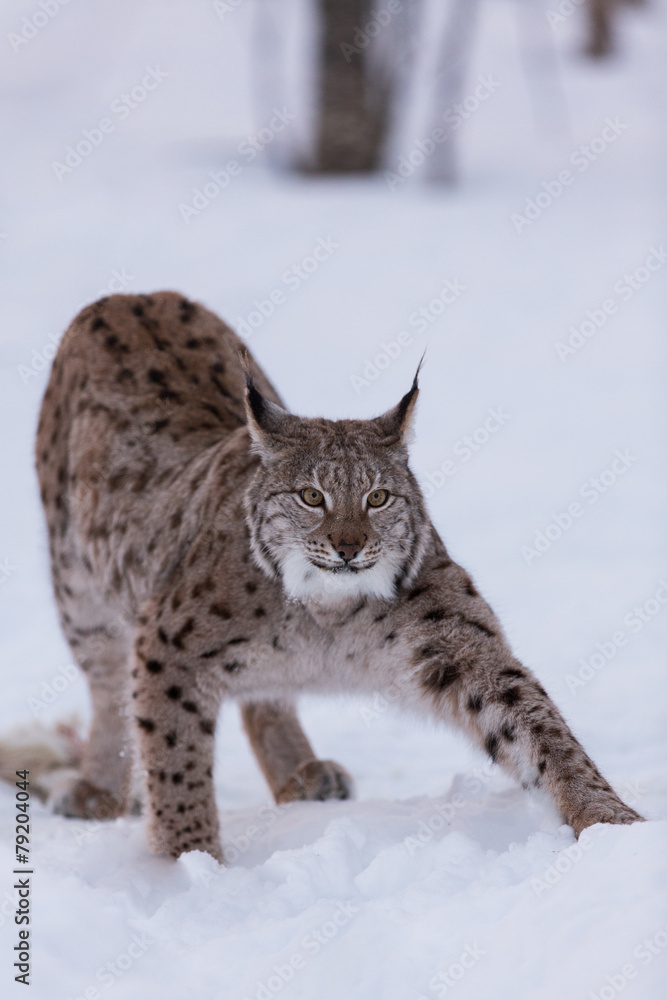 Eurasian Lynx in snowy forest Eurasian Lynx in snowy forest