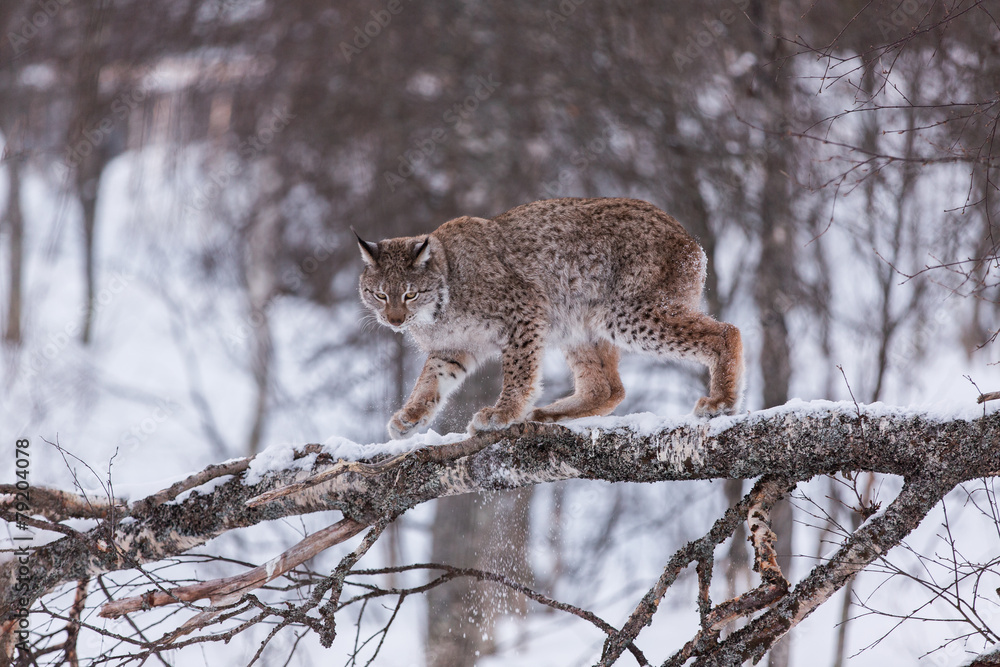 Fototapeta premium Eurasian Lynx in snowy forest