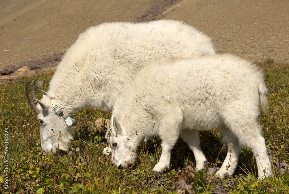 Mountain Goat Mother and Kid, Glacier National Park Mountain Goat Mother and Kid, Glacier National Park