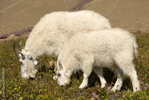 Mountain Goat Mother and Kid, Glacier National Park © Photosbyjam