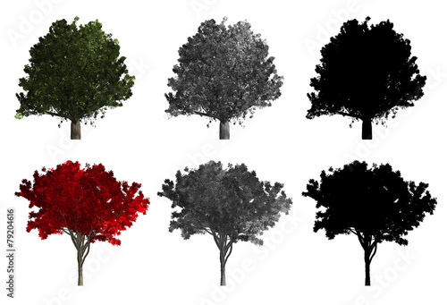 rendering of two different kinds of trees