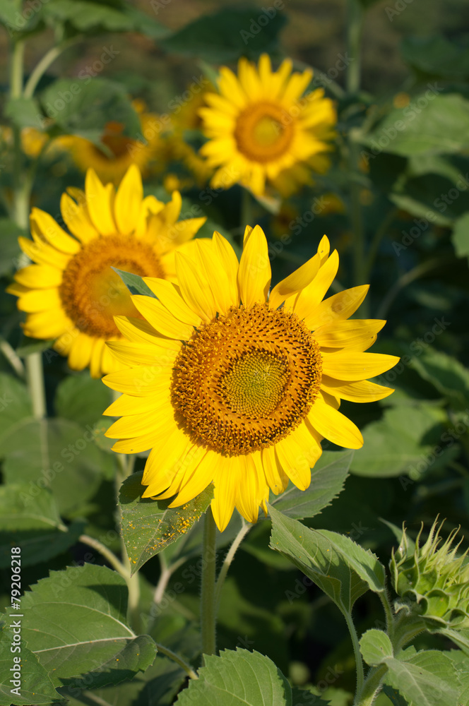 Sunflower