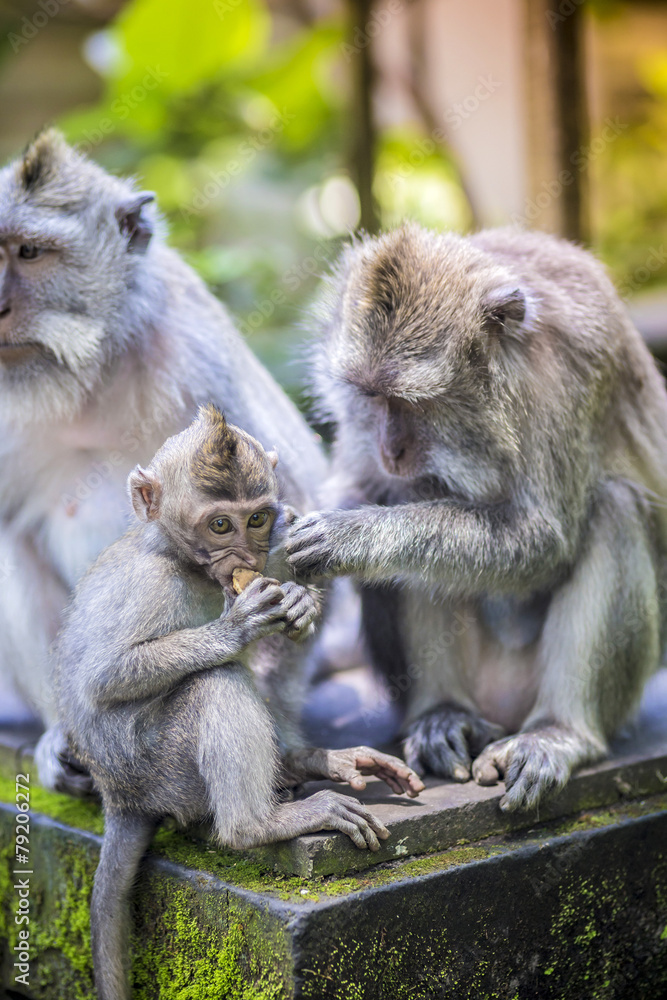 Long Tailed Macaque with her Infant Long Tailed Macaque with her Infant