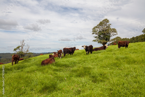 Fototapeta Naklejka Na Ścianę i Meble -  Queensland cattle ranch