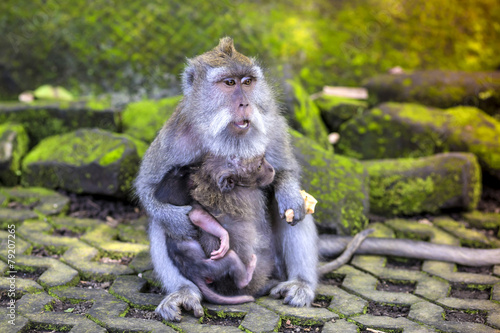 Long Tailed Macaque with her Infant photo